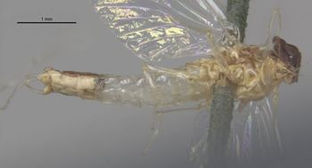 Media type: image;   Entomology 11217 Aspect: habitus ventral view